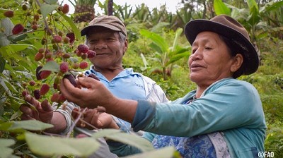 Informe de la ONU: 43,2 Mill de personas sufren hambre en América Latina y el Caribe y registra niveles de sobrepeso