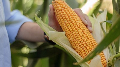 El híbrido de maíz que se siembra en el norte argentino y tiene gran tolerancia a Spiroplasma