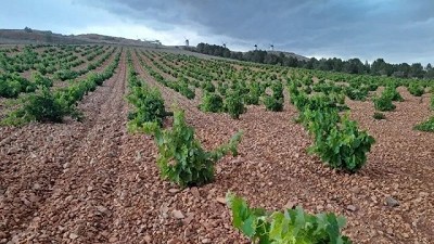 En mosto de uva, el modelo español sirve para reconstruir al sector
