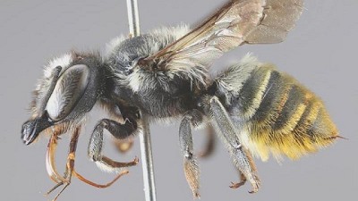 Cuatro nuevas especies de abejas en la Argentina