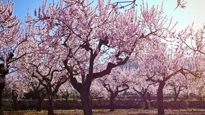 Eficiencia hídrica en la producción de almendros