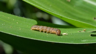 Las lluvias activan la siembra, como también la amenaza de las plagas