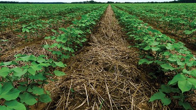 Elevando la eficiencia para un mejor control de malezas