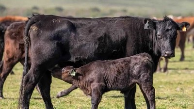 Perdidas de parición: tres especialistas opinan