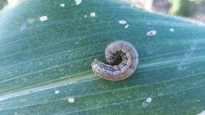 Maíz y cogollero: ¿todas las tecnologías Bt funcionan igual?