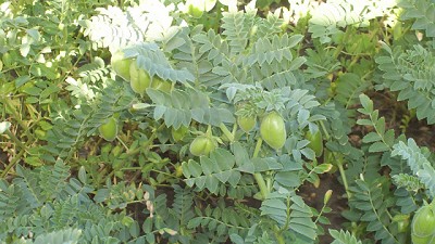 Actualidad y perspectivas de las legumbres en el norte de Córdoba