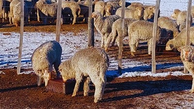 Evalúan bloques nutricionales para suplementar ovinos