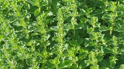 Magno INTA: la nueva variedad de orégano que triplica los rendimientos