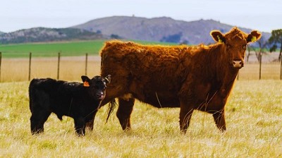 Estudio revela la diseminación de leucosis bovina en rodeos de carne