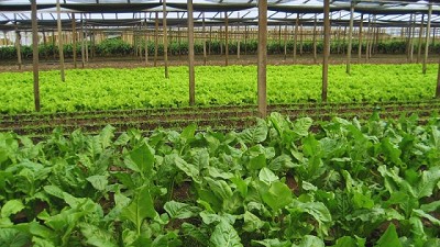 Evalúan el uso de la biosolarización en espinaca bajo cubierta