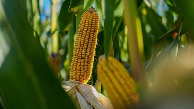 Un equipo tardío, con una agronomía a tiempo