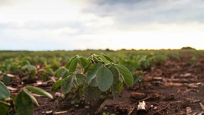 El plan para la agrobioindustria que pondrá en marcha Milei