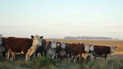 Rodeo de cría mejora su estado corporal, según encuesta Ring