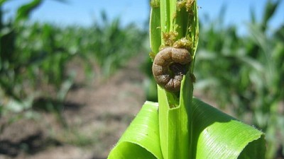 Sembré un Bt: ¿los insectos son un problema controlado?