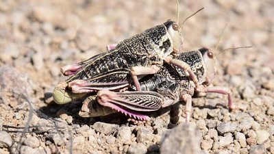 Recomendaciones para el control de la tucura sapo en las provincias de Santa Cruz y Chubut