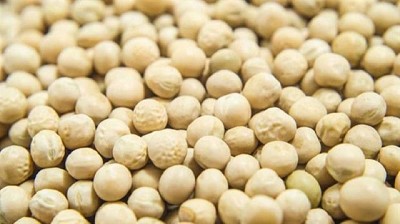 Arveja amarilla sustentable, cultivo clave para un futuro plant-based