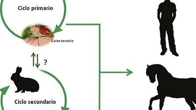 Encefalomielitis: mosquito complica actividad equina