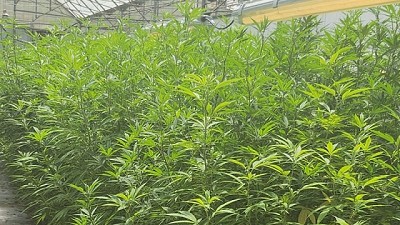 Agricultura incorpora las semillas de cáñamo al Código Alimentario Argentino