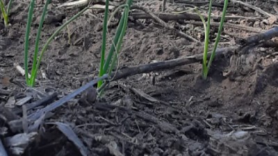Con labranza cero, incrementan los rendimientos en horticultura