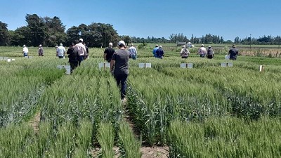 La genética RAGT Semillas mostró su potencial en el sudeste bonaerense