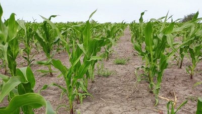 El maíz tardío gana protagonismo: cuáles son las claves para lograr un buen rinde