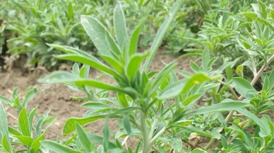 Se confirma nueva resistencia múltiple en malezas 