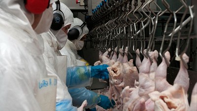Reapertura de Japón a la carne fresca aviar, ovoproductos y subproductos argentinos