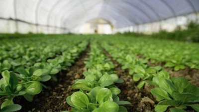 Cultivos intensivos: ¿cómo lograr un mejor rendimiento y calidad?