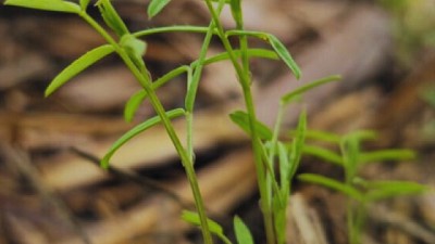 En Tucumán, rediseñan el sistema productivo