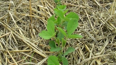 Los cultivos de cobertura reducen hasta un 70 % las pérdidas de materia orgánica