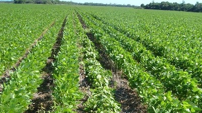 Estudian una bacteria que mejora la calidad de suelos degradados