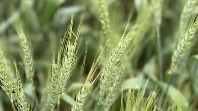 Las 4 claves de la nutrición de cultivos