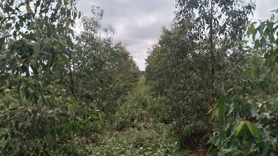 Carbono, energía y agregado de valor en Santiago del Estero