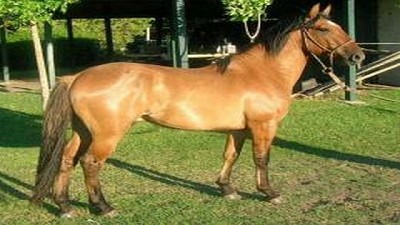 Se necesitan medidas más estrictas para evitar la propagación de la encefalomielitis equina