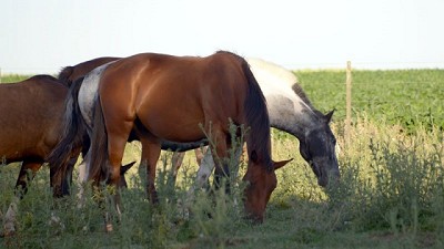 Encefalomielitis equina: se autorizó el primer lote de 300 mil dosis de la vacuna