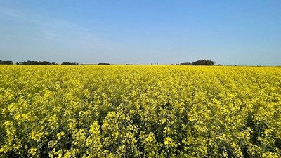 Avanza la cosecha de canola con disparidad