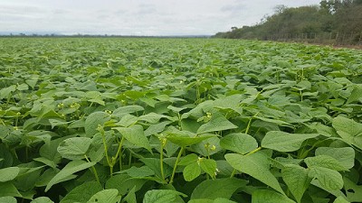 El poroto necesita un arrancador para enfrentar las altas temperaturas y suelos marginales