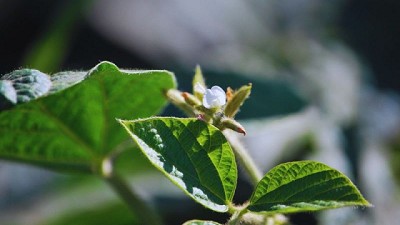 SoyVAR, la app del INTA que pone a un clic los cultivares de soja