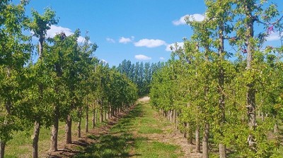 Variedades no tradicionales de manzana para la elaboración de sidra