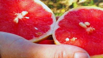 Controlan la mosca negra de los cítricos con productos biodegradables