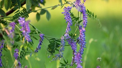 Cultivos de servicios: comportamiento por ambientes, calidad de biomasa y opciones para ampliar el abanico 