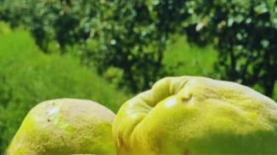 Membrillo, alternativa productiva para la agricultura familiar y pequeños productores