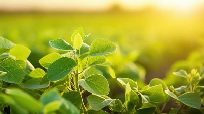 Un buen monitoreo reduce el riesgo de daños, evita aplicaciones innecesarias y optimiza el uso de insumos