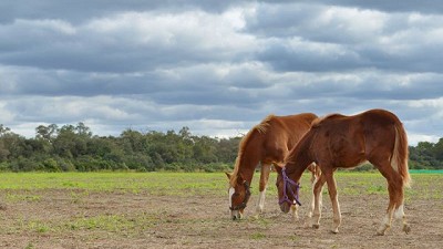 Encefalomielitis equina: se autorizan nuevos lotes de vacunas contra la enfermedad que afecta a los caballos