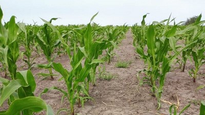 El maíz tardío gana protagonismo: cuáles son las claves para lograr un buen rinde
