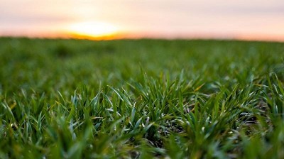 RAGT compra el programa de mejoramiento genético de trigo de Basf, situado en Australia