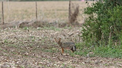 Monitoreos de biodiversidad para la mejora de la gestión ambiental en establecimientos CREA