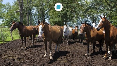 Encefalomielitis equina: Se confirmaron brotes en La Pampa, San Luis y Salta