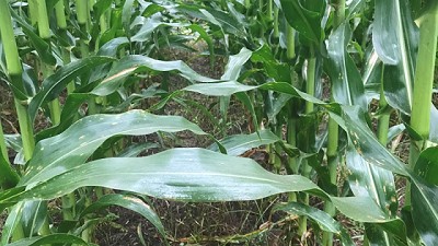 Bunge presenta su nueva línea de fertilizantes SolMIX ECO POWER con tecnología ARMOUR™, un inhibidor de la nitrificación de última generación