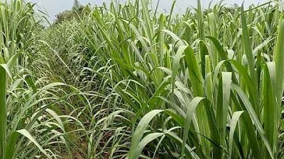 Se establecen los bioestimulantes en caña de azúcar